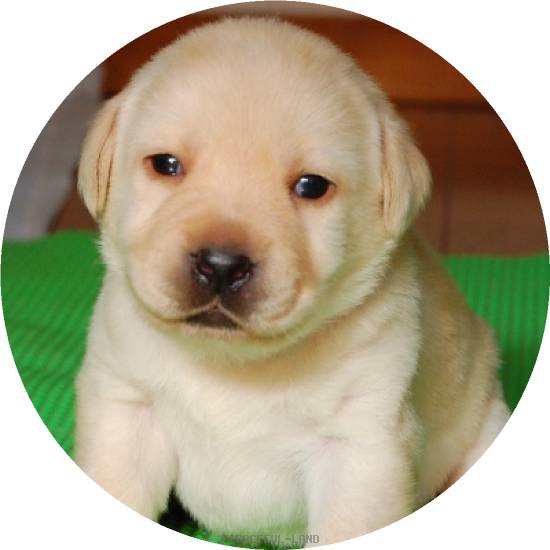 女の子(ピンク母犬ルイザ)(A child of ソロモン & ルイザ) 女の子(ピンク母犬ルイザ)